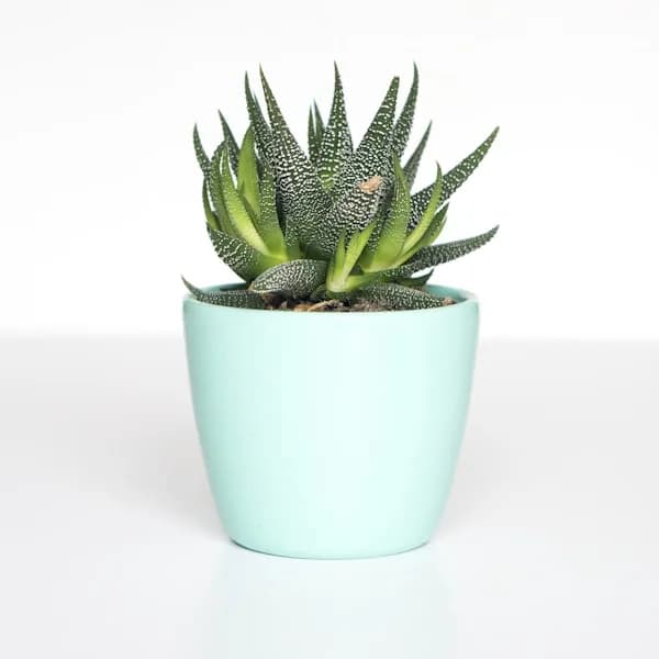 Front view: Ceramic Plant Pot Set for home organizers and home decor from Sesoris