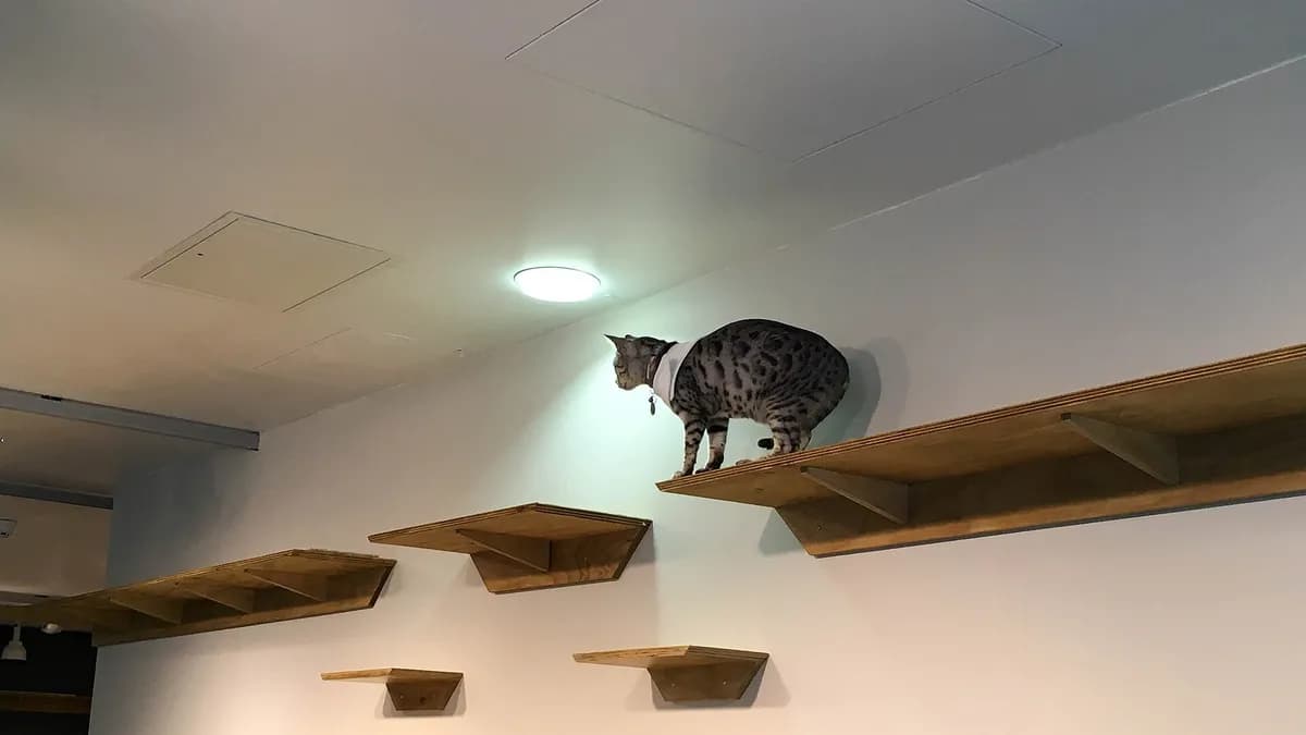 Wall-mounted wooden cat shelves in a staggered pattern at the Manchester Cat Cafe, UK. Photo: Mike Peel / Wikimedia Commons, CC BY-SA 4.0