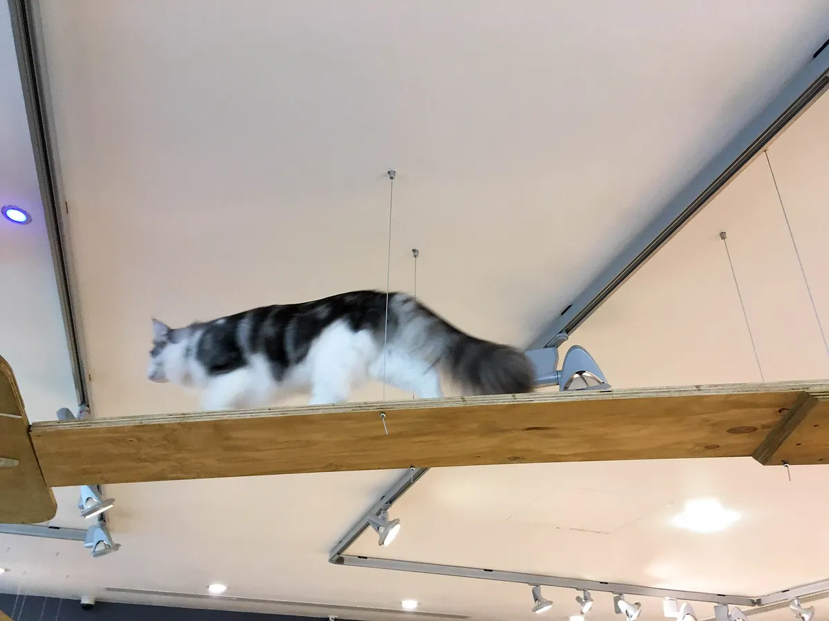 Long-haired cat walking along a wooden walkway mounted high near the ceiling at the Manchester Cat Cafe, UK. Photo: Mike Peel / Wikimedia Commons, CC BY-SA 4.0